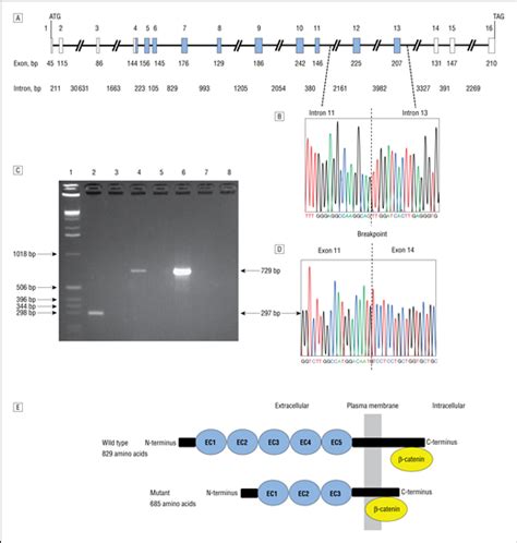 Mutations and overexpression of β catenin are associated with various carcinomas. Homozygous Deletion in CDH3 and Hypotrichosis With ...