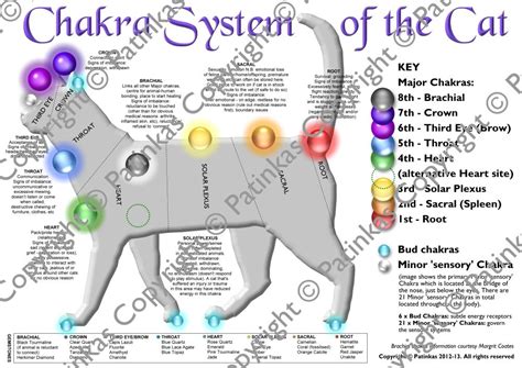 Chakra System Of The Cat Energy Anima
