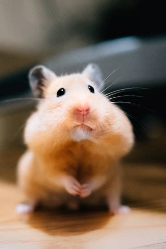 Hamsters Have Cheek Pouches Stock Photo Download Image Now Istock
