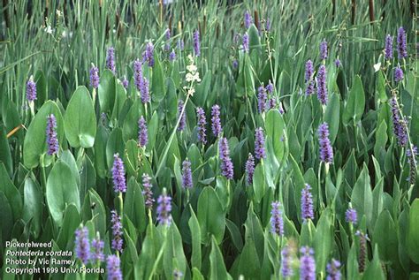 Vegetation diversity is typically high, with common species including cattails, pickerel weed, wild rice, arrowhead. Pin on medicinal/edible weeds