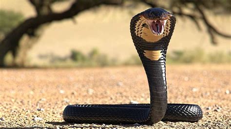 Deadliest Snake In The World Howstuffworks