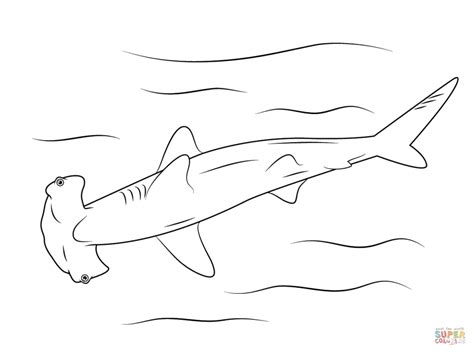 The unique appearance of this shark will surely intrigue your first grader. Get This Hammerhead Shark Coloring Pages 99671