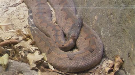 Pacific Ground Boa Taronga Zoo Sydney Australia Dec 4 2019 Youtube