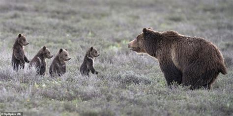 grizzly bear super mom gives birth to a 17th cub despite her advanced age and the images are