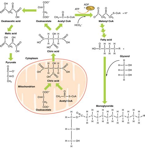 Chemistry Of Lipids The Lecturio Online Medical Library