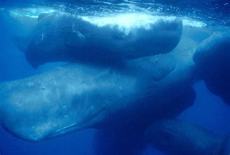 Sperm Whales May Have Names Wired