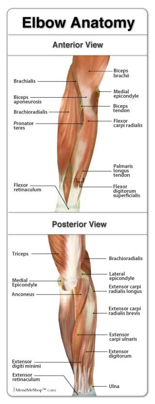 It can be divided into the upper arm, which extends from the shoulder to the elbow. BeneFIT PT's Anatomy Series: The Elbow