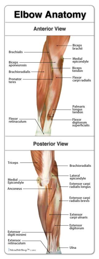 The anatomy of the human arm for artists. BeneFIT PT's Anatomy Series: The Elbow