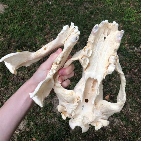 Spectacled Bear Skull With Pathology Replica