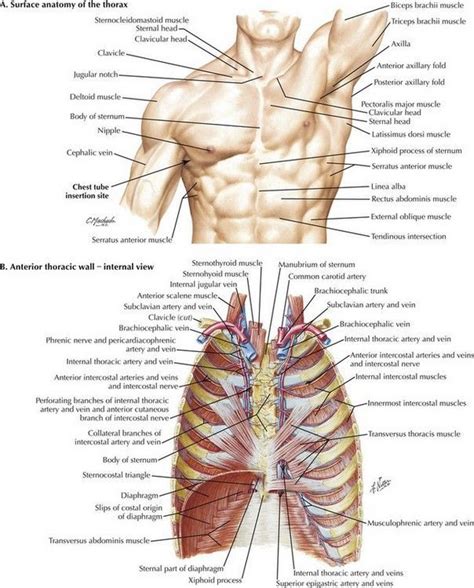 Human Body Anatomy Direction Diagram Human Body Anatomy Muscle Anatomy Anatomy Drawing