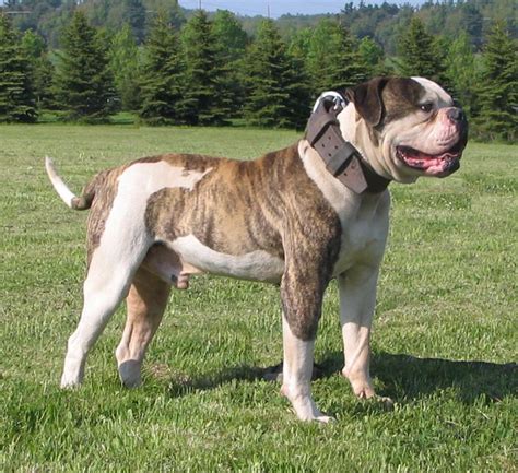 Johnson American Bulldogs | Penn-Hip .41/.37 - NO DJD ...