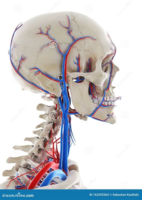 The Blood Vessels Of The Head Stock Illustration Illustration Of