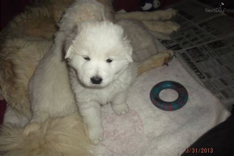 Is now available for sale!! Yellow Boy: Maremma Sheepdog puppy for sale near ...