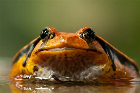 Are Amphibians Cold Blooded? - Earth.com