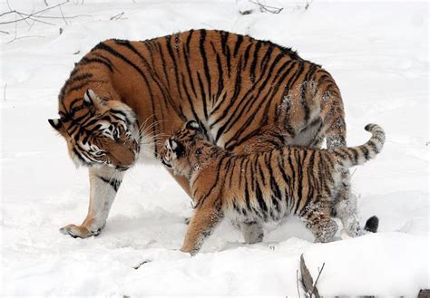 Amur Tigers Living And Reproducing In China At The Wangqing Nature Reserve Market Business News