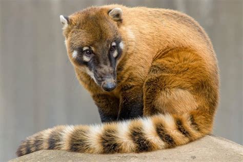 Coati Pictures Az Animals