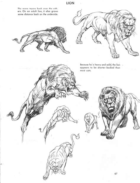 40 easy illustrated animal sketch drawing ideas. From The Art of Animal Drawing by Ken Hultgren ...