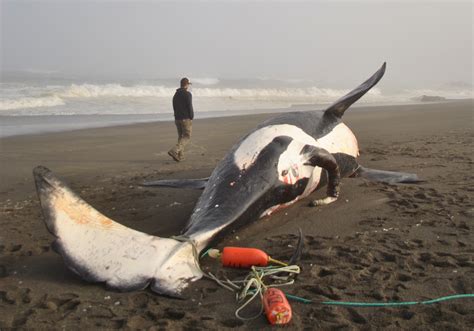 Male Orca Washes Up Dead On California Beach Photos Whales And