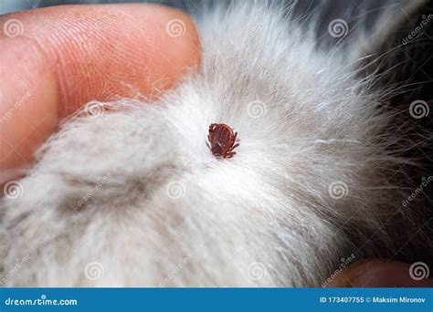 Kitten With Ticks Ticks Attached To Cat Skin Tick Bite Stock Image