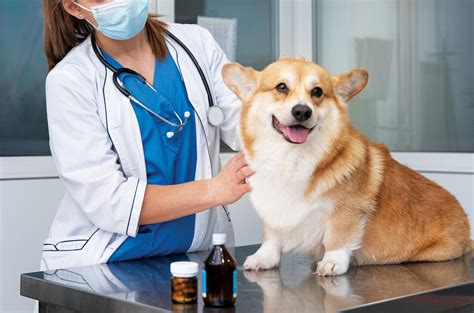 YOUR PET'S WELLNESS JOURNEY: A GUIDE TO PREVENTIVE CARE FOR YOUR CANINE