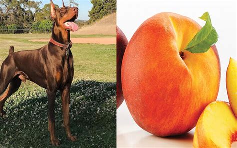 Eating peaches are good for a dog's health, but as soon as we think of a peach stone, we are confused as to whether dogs can eat it. Can dogs eat peaches? Best Guide Forever - By Dogmal