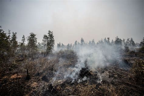 Briefer Krisis Kebakaran Hutan Dan Lahan Di Indonesia Perusahaan