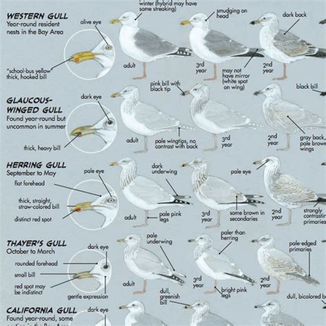 Gull Identification Guide John Muir Laws
