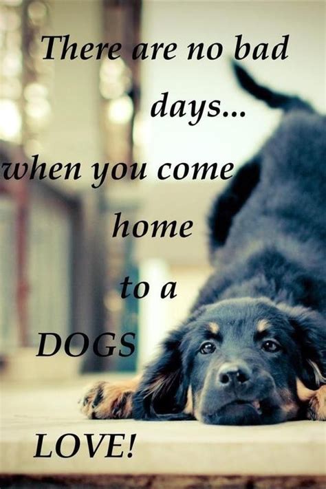 Inspirational Quotes Perros Y Bebes Love My Dog Amantes De Los Perros