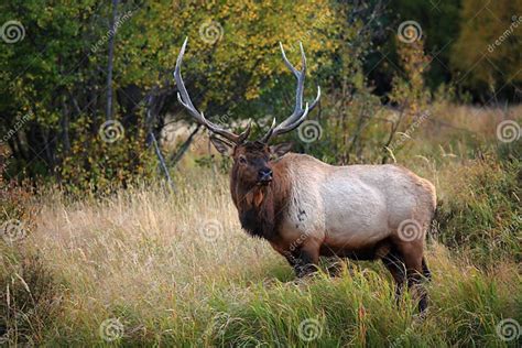 Beautiful Elk Stock Image Image Of Wapiti Colorado 16429859