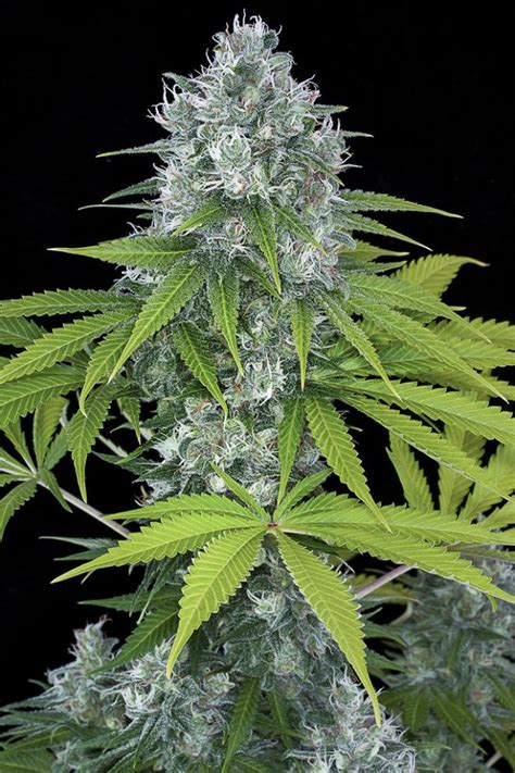 Power Kush Buy Power Kush Feminized Cannabis Seeds