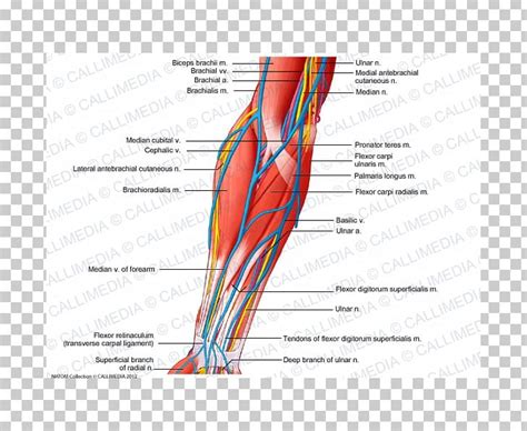 Anterior Compartment Of The Forearm Nerve Muscle Vein Png Clipart