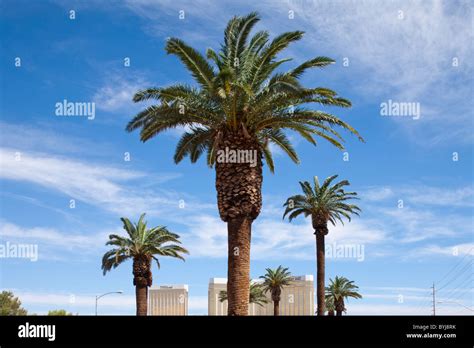 Usa Nevada Las Vegas Palm Trees Grow Above Montego Bay Hotel Along