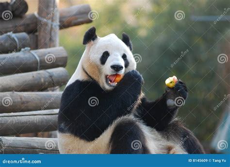 Panda Eating Apples Royalty Free Stock Images Image 8145609