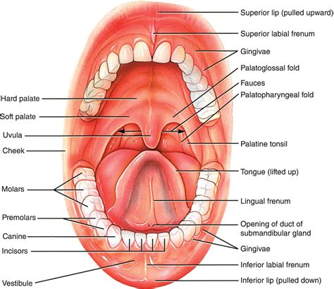 Oral Mucosa Anatomy