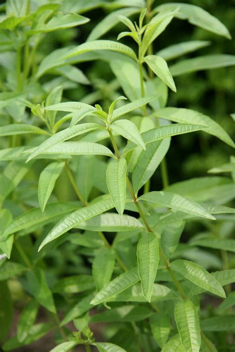 How To Plant And Grow Lemon Verbena