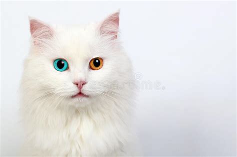 White Cat With Different Colored Eyes Heterochromia In Cats Stock