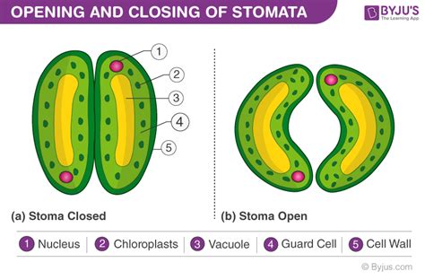 Describe The Role Of Stomata In Photosynthesis Marshallkruwwhitney