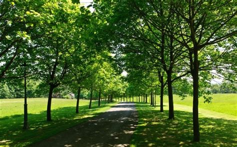 The mature silver birches can reach 30 m in height, forming a light canopy with elegant and fallen branches. Tree lined driveway | Tree lined driveway, Tree line, Driveway