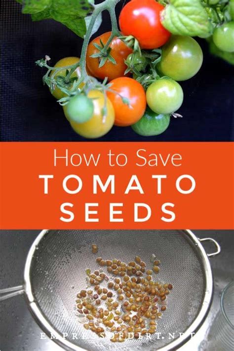 How To Harvest And Replant Tomato Seeds Artofit