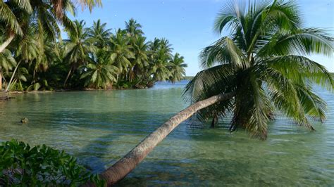 Uninhabited pacific atoll and unorganized incorporated u.s. Island Conservation Palmyra Atoll Photo Gallery - Island ...