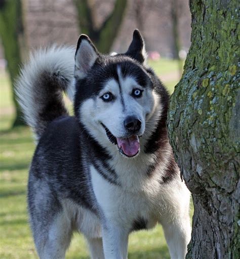 All About Dogs Siberian Husky Facts
