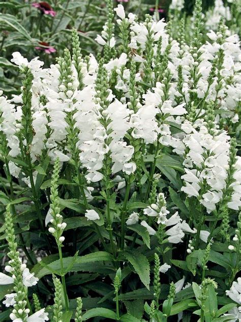 Perennial Flowers White Garden Plant