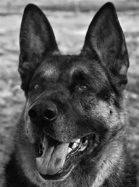 German Shepherd Dog Free Stock Photos And Pictures German Shepherd Dog