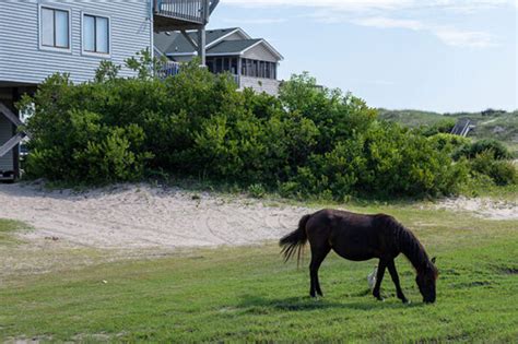 How To See Outer Banks Wild Horses Tour Info And More
