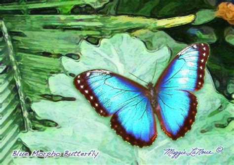 Browse 596 blue morpho butterfly stock photos and images available, or search for blue morpho butterfly isolated to find more great stock photos and pictures. Blue Morpho Butterfly Note Cards, art by Maggie laNoue