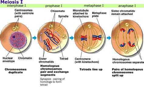 It divides each haploid meiotic cell into two daughter cell. biology 107 test 3 flash cards - Biology 107 with Stanton ...