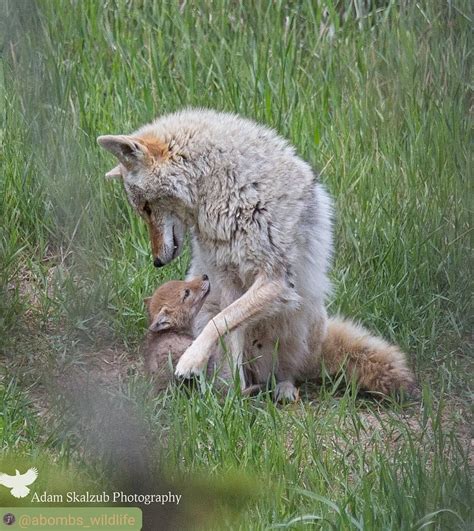 Coyote Watch Canada On Instagram A Precious Moment Of Devotion And