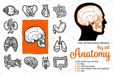 Human Anatomy Sketch Set Healthcare Illustrations Creative Market