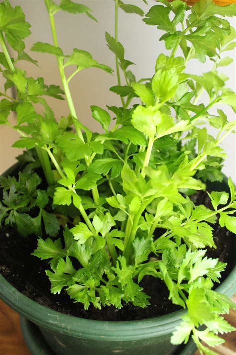 How To Re Grow Celery Scraps Celery Plant Growing Celery Celery