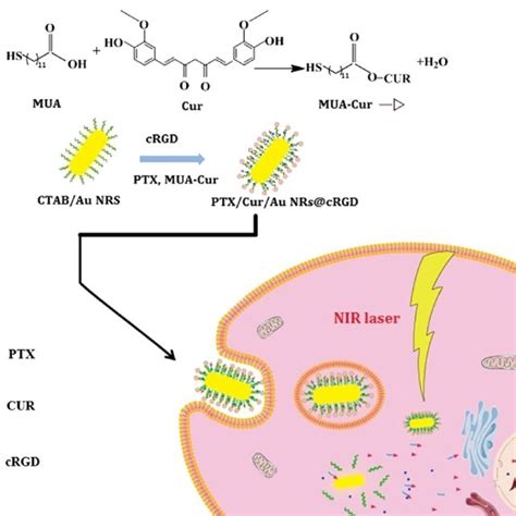 Schematic Illustration Of Ptx Cur Au Nrs Crgd As Novel Various